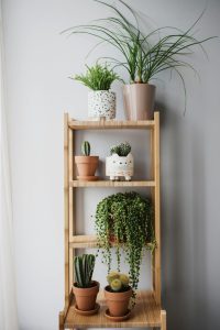 Plantas de Interior
