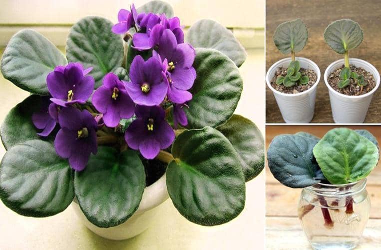 Violeta africana propagación