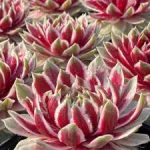 suculentas Sempervivum