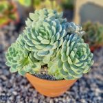 Echeveria suculenta